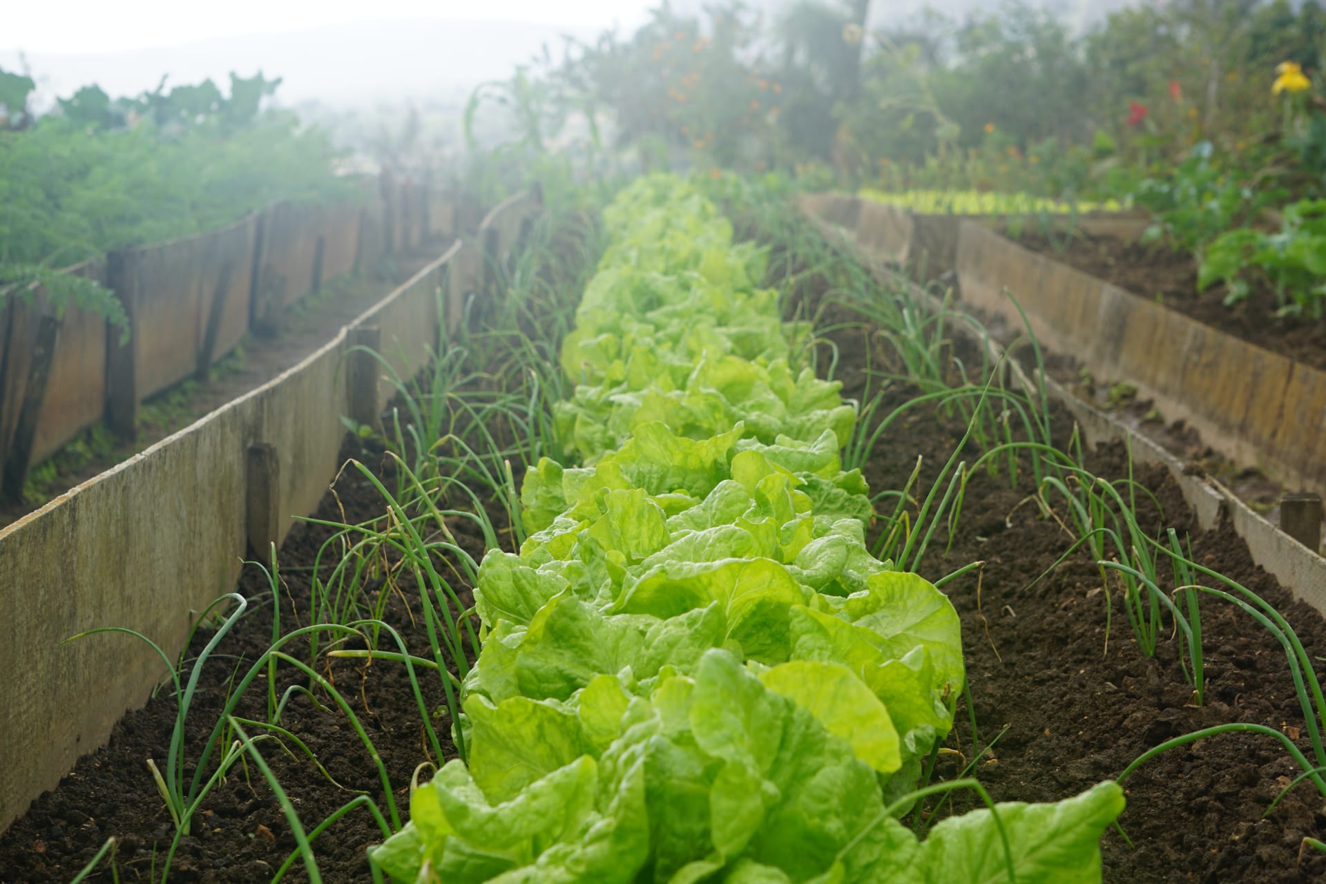 salades-slide