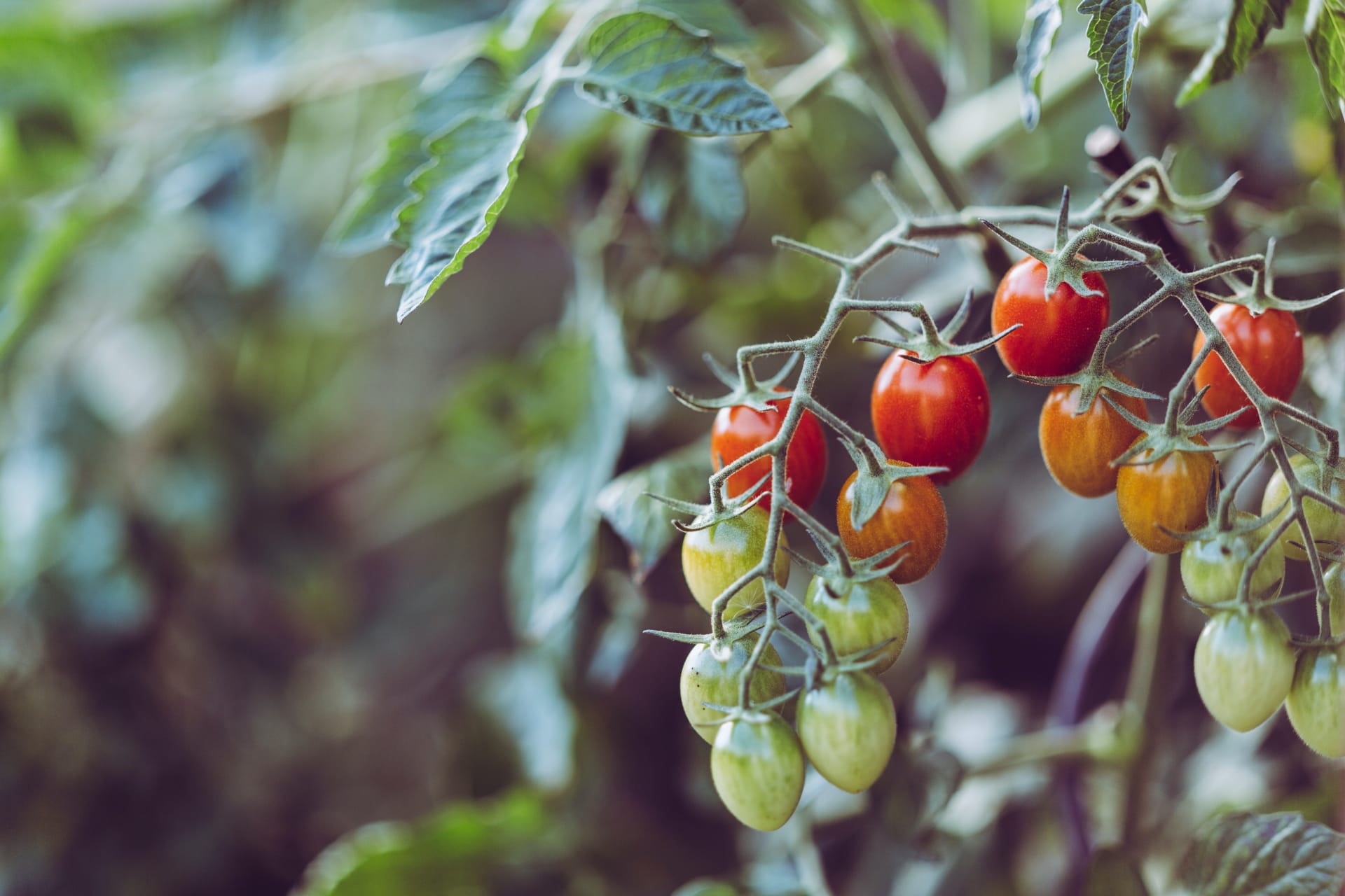 tomates-slides
